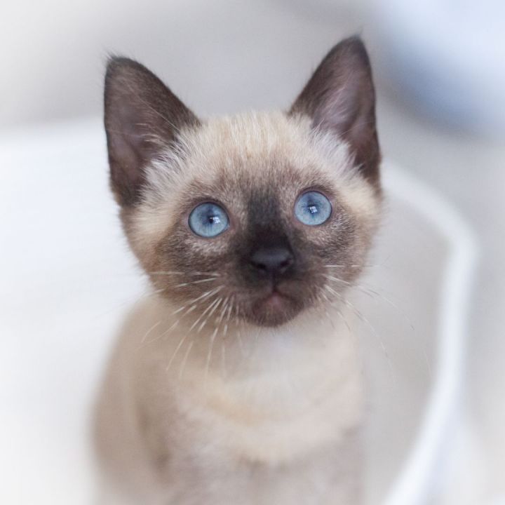 Satin, an adopted Applehead Siamese in Ponte Vedra, FL_image-3