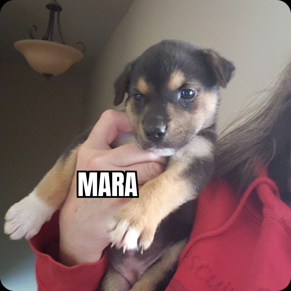 Mara, an adoptable Mixed Breed in Olympia, WA, 98513 | Photo Image 2