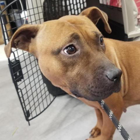 Dog for adoption - Mel, a Pit Bull Terrier in Lindenwold, NJ | Petfinder