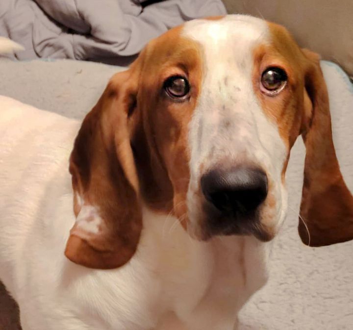 Maggie May, an adoptable Basset Hound in Knoxville, TN_image-1
