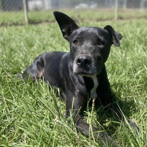 Jingles, an adoptable Black Labrador Retriever in Tylertown, MS, 39667 | Photo Image 1