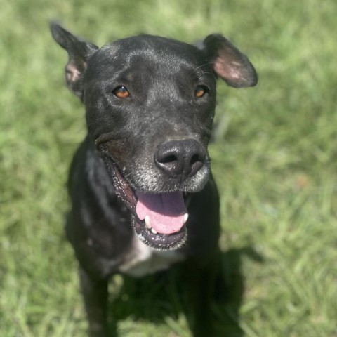 Jingles, an adoptable Black Labrador Retriever in Tylertown, MS, 39667 | Photo Image 2