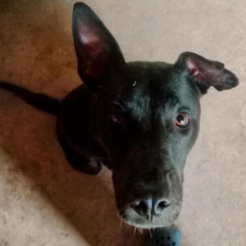Jingles, an adoptable Black Labrador Retriever in Tylertown, MS, 39667 | Photo Image 3