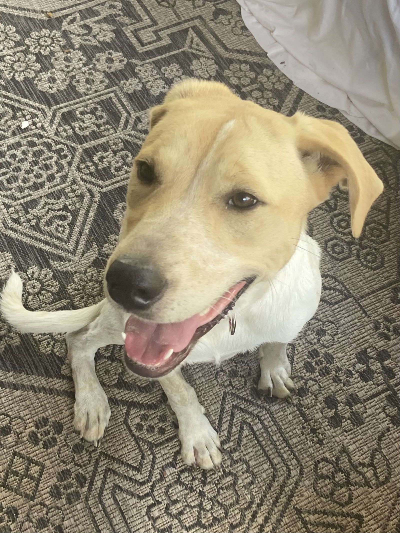 Lovely Lucy, an adoptable Pointer, Labrador Retriever in San Antonio, TX, 78216 | Photo Image 1