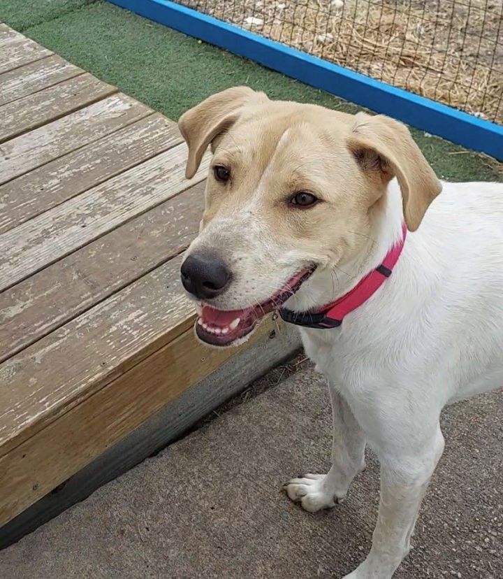 Dog for adoption - Lovely Lucy, a Pointer & Labrador Retriever Mix in San  Antonio, TX | Petfinder