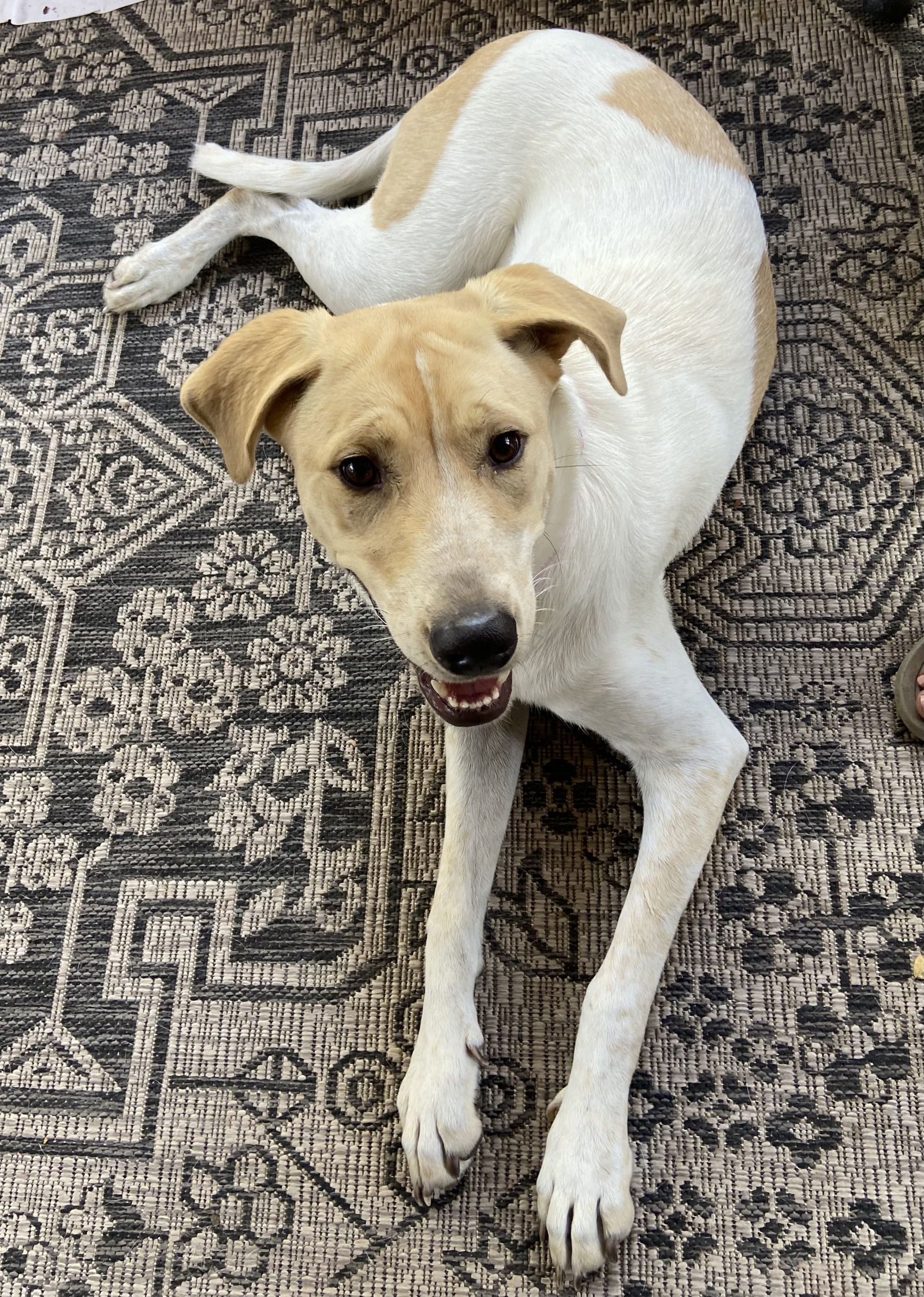 Lovely Lucy, an adoptable Pointer, Labrador Retriever in San Antonio, TX, 78216 | Photo Image 3