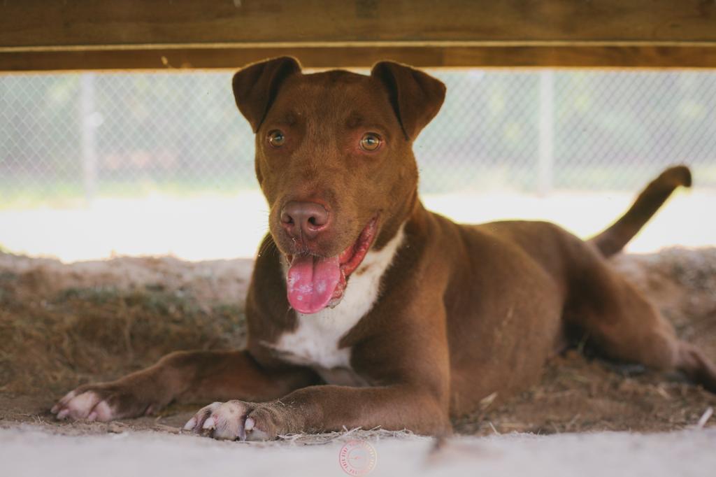 PJ, an adoptable Mixed Breed in Florence, SC, 29506 | Photo Image 1