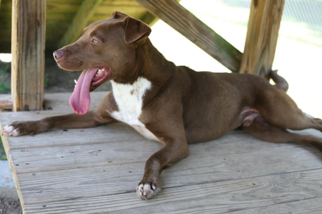 PJ, an adoptable Mixed Breed in Florence, SC, 29506 | Photo Image 5