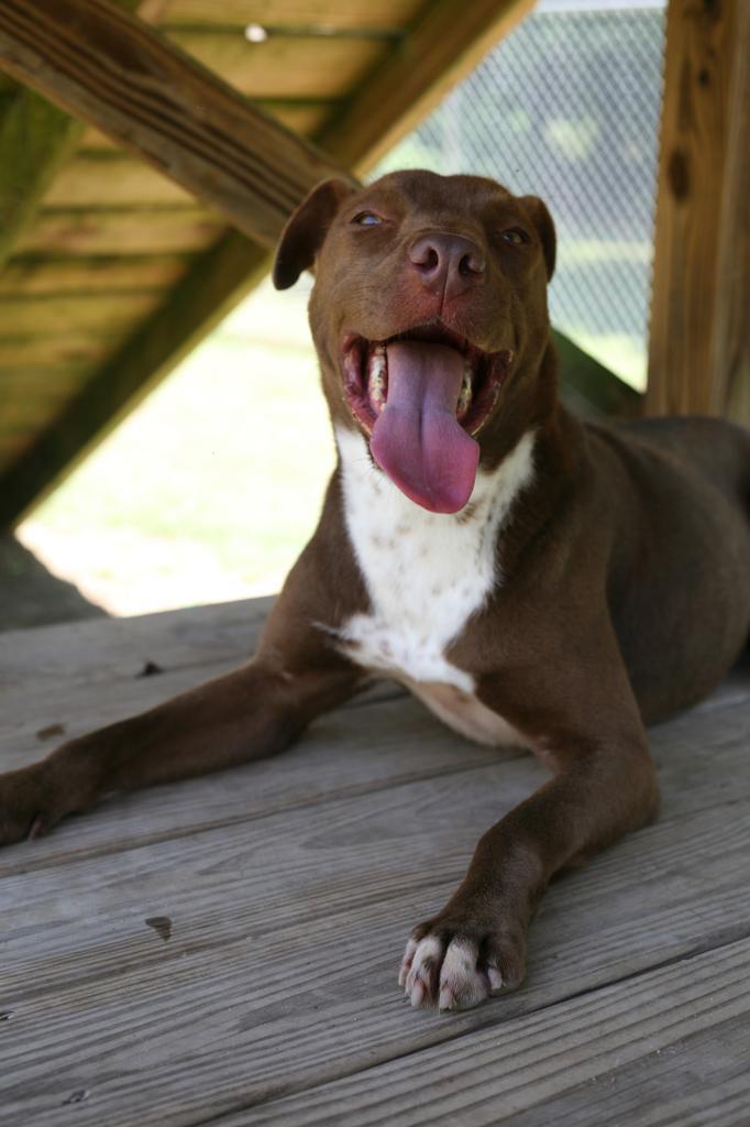 PJ, an adoptable Mixed Breed in Florence, SC, 29506 | Photo Image 6