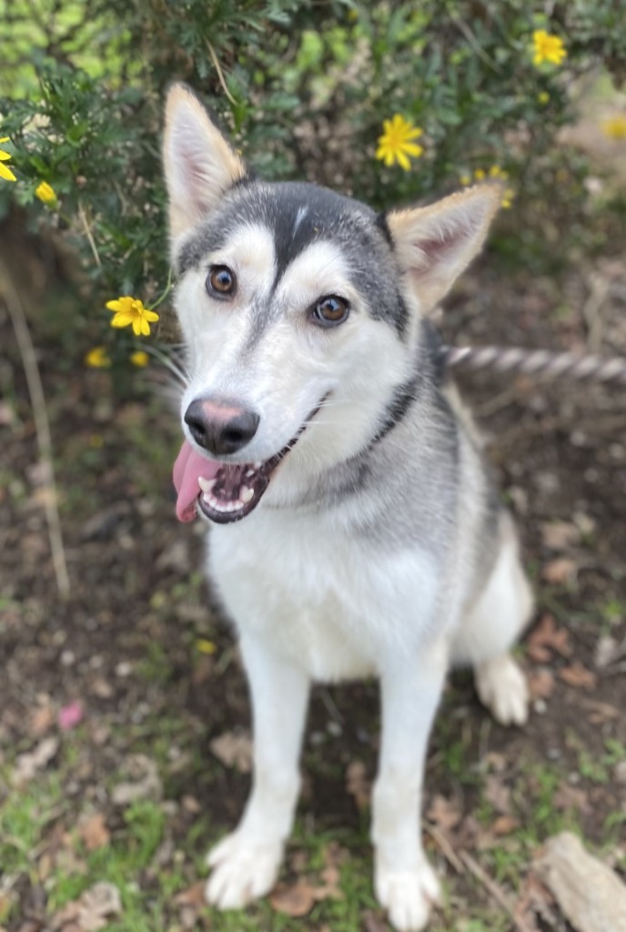 Lupita, an adoptable Husky in Chico, CA, 95928 | Photo Image 1