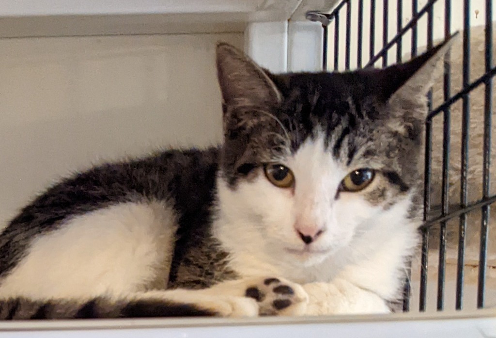 Sadie, an adoptable Domestic Short Hair in St. Augustine, FL, 32084 | Photo Image 1