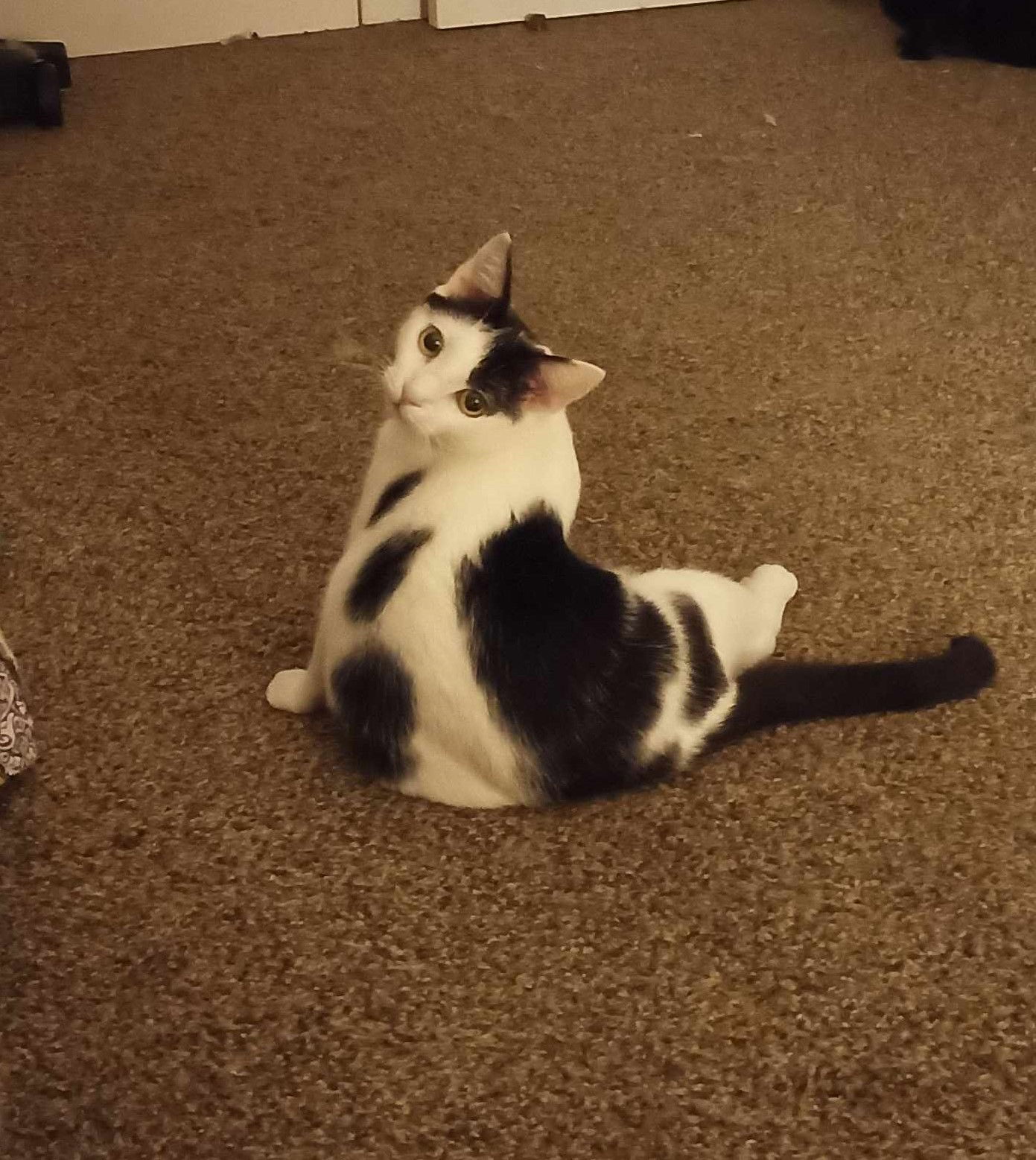 Calipurr