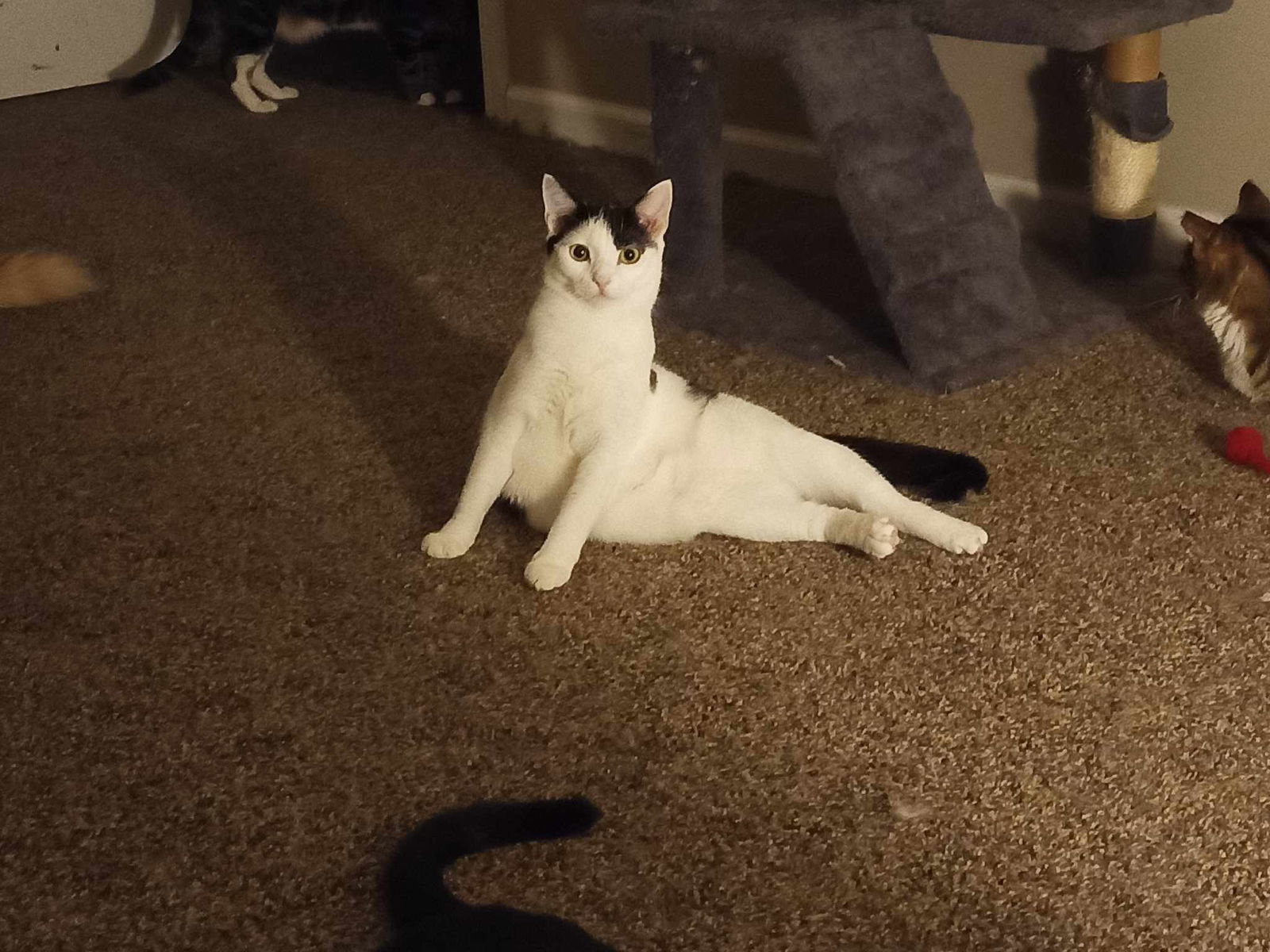 Calipurr