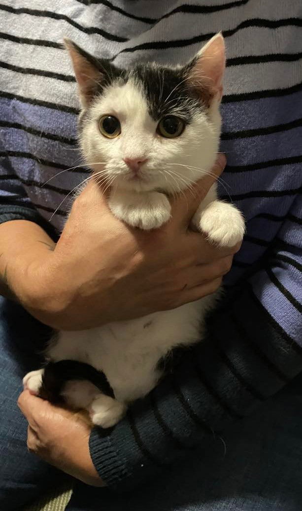 Calipurr