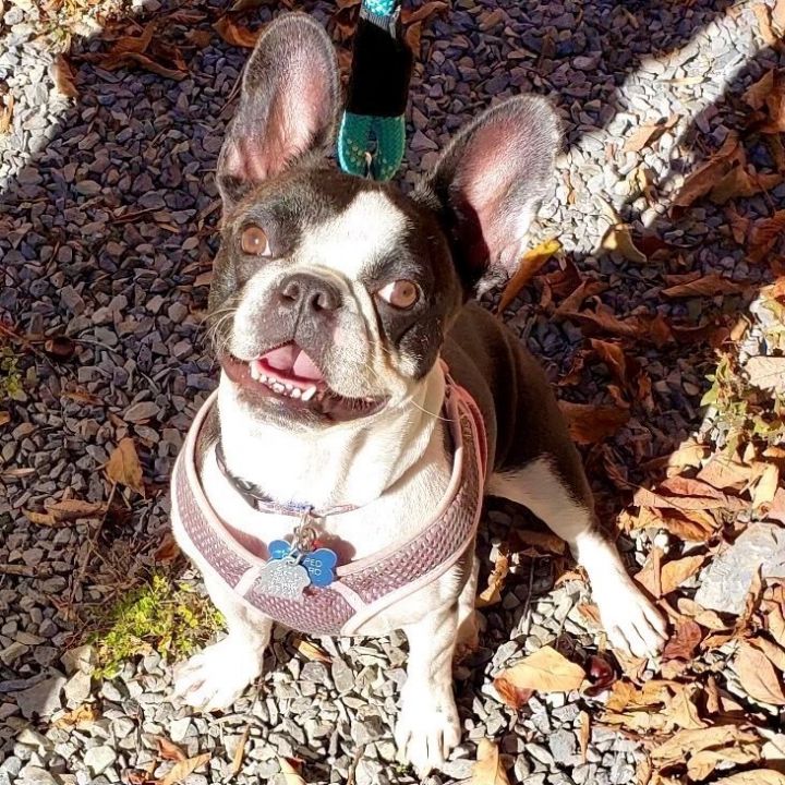 Olive, an adopted French Bulldog in Rochester, NY_image-1