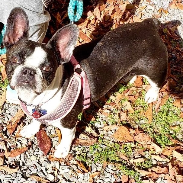 Olive, an adopted French Bulldog in Rochester, NY_image-3