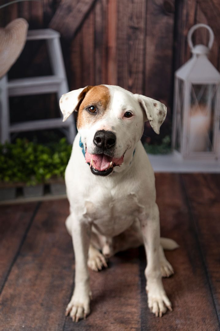 Knox, an adoptable Terrier & Pointer Mix in Media, PA_image-1