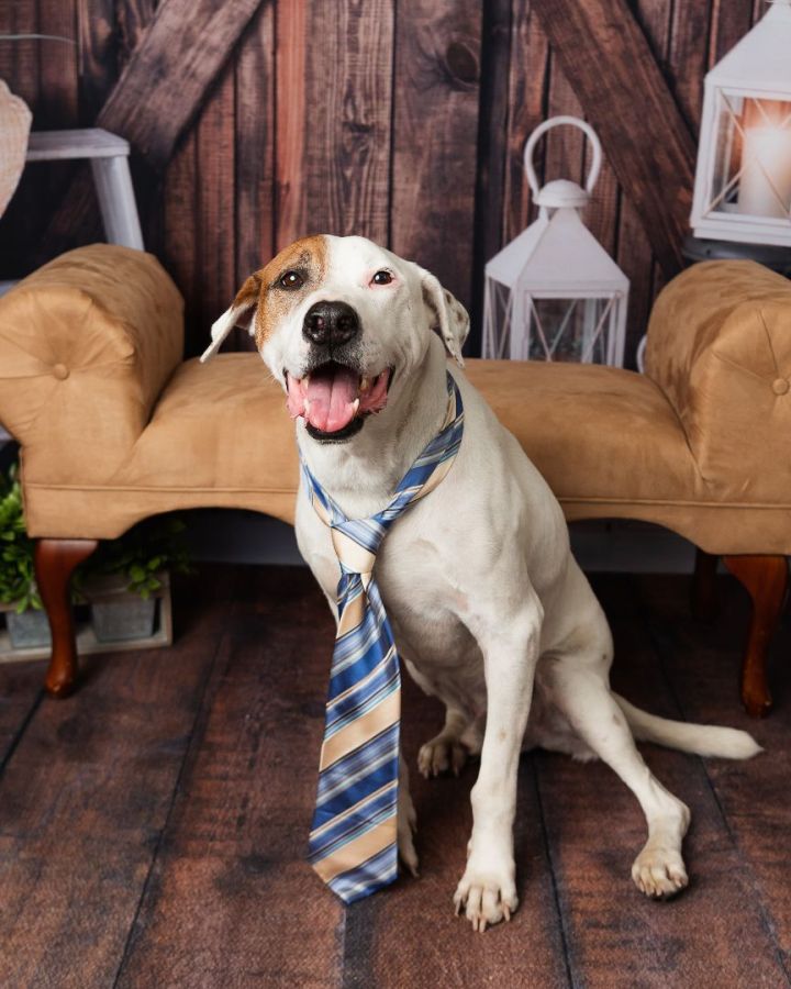 Knox, an adoptable Terrier & Pointer Mix in Media, PA_image-4