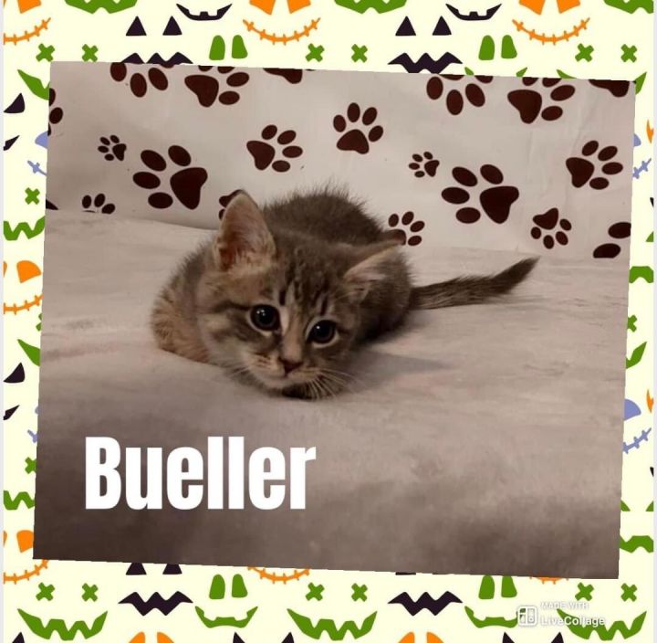 Bueller 1