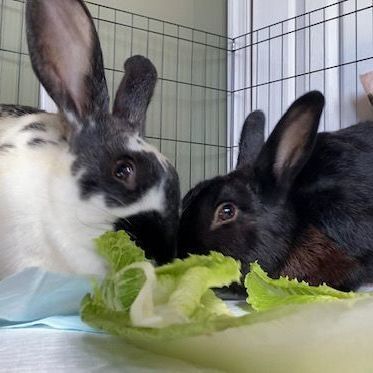 Danny & Sandra (bonded male/female pair), an adoptable Bunny Rabbit in Forest Hills, NY_image-2