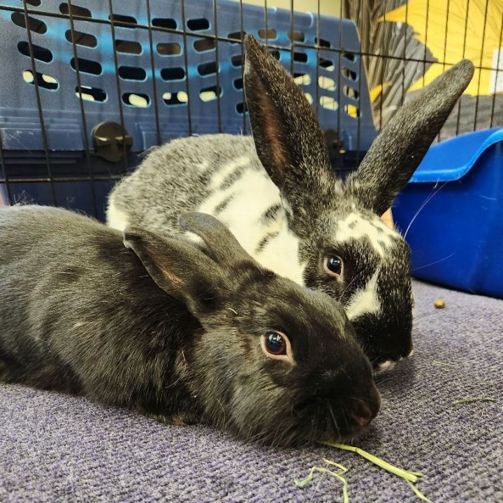 Danny & Sandra (bonded male/female pair), an adoptable Bunny Rabbit in Forest Hills, NY_image-4
