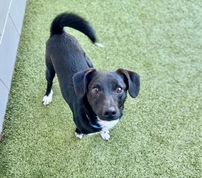 Dog for adoption - Biscuit, a Labrador Retriever & Pomeranian Mix Winter Haven, FL | Petfinder