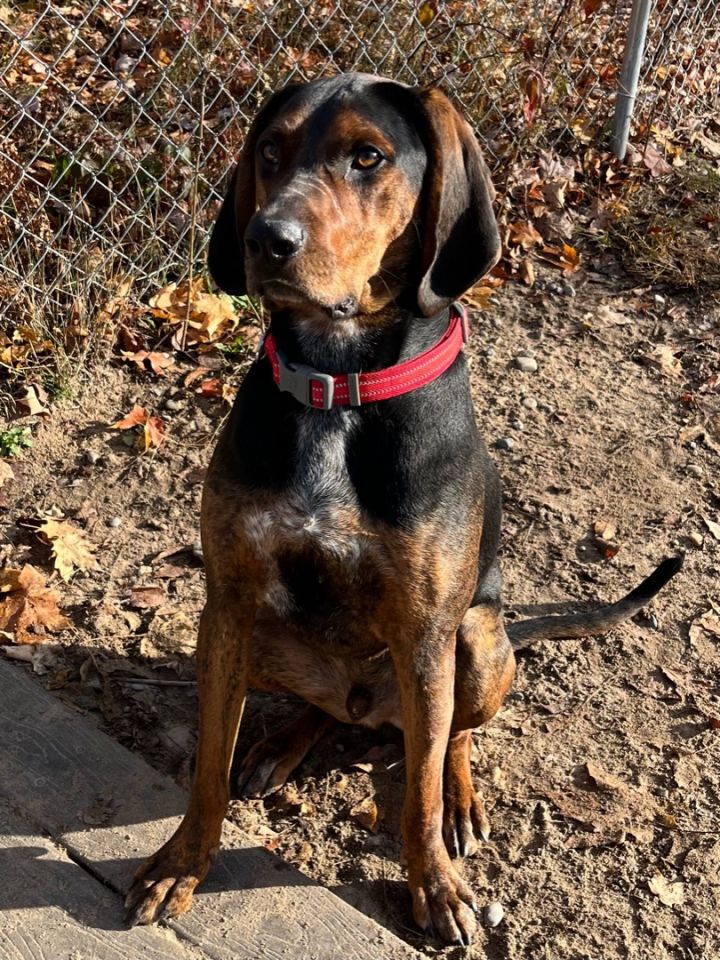 Bo, an adoptable Coonhound in Big Rapids, MI_image-1