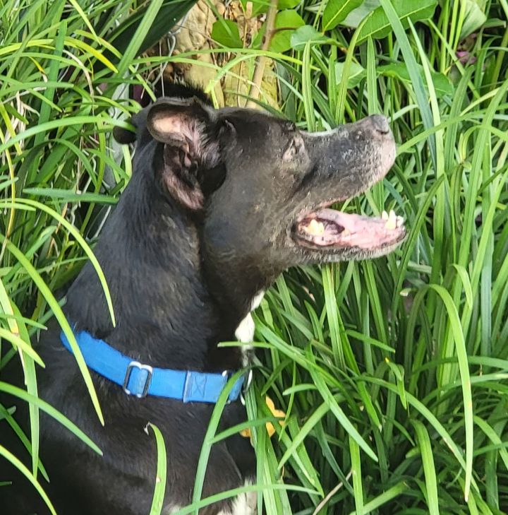 Dog for adoption Isabel, a Terrier Mix in Royal Palm Beach, FL