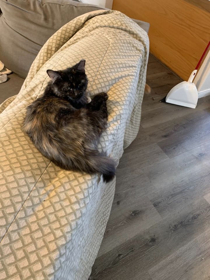 Cat for adoption - Chaka Khan , a Tortoiseshell in Kingman, AZ | Petfinder