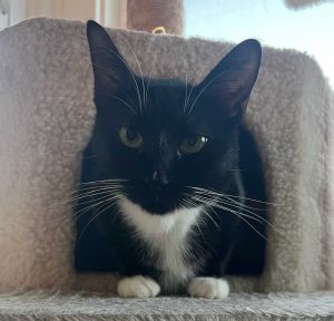 DOB9282020 Perry is a handsome black and white tuxedo with a strong mustache and brow He is a s