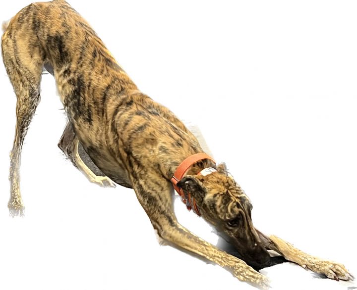 Kentucky Wild, an adoptable Greyhound in Richmond, VA_image-2
