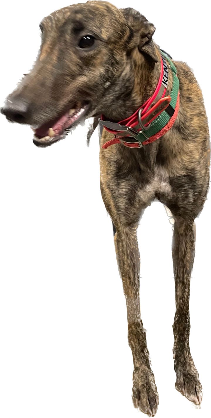 Kentuckyivymaddi, an adoptable Greyhound in Richmond, VA_image-2