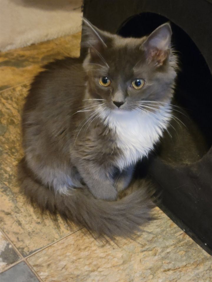 Scout, an adopted Domestic Medium Hair in York, SC_image-1