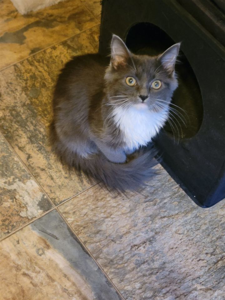 Scout, an adopted Domestic Medium Hair in York, SC_image-2