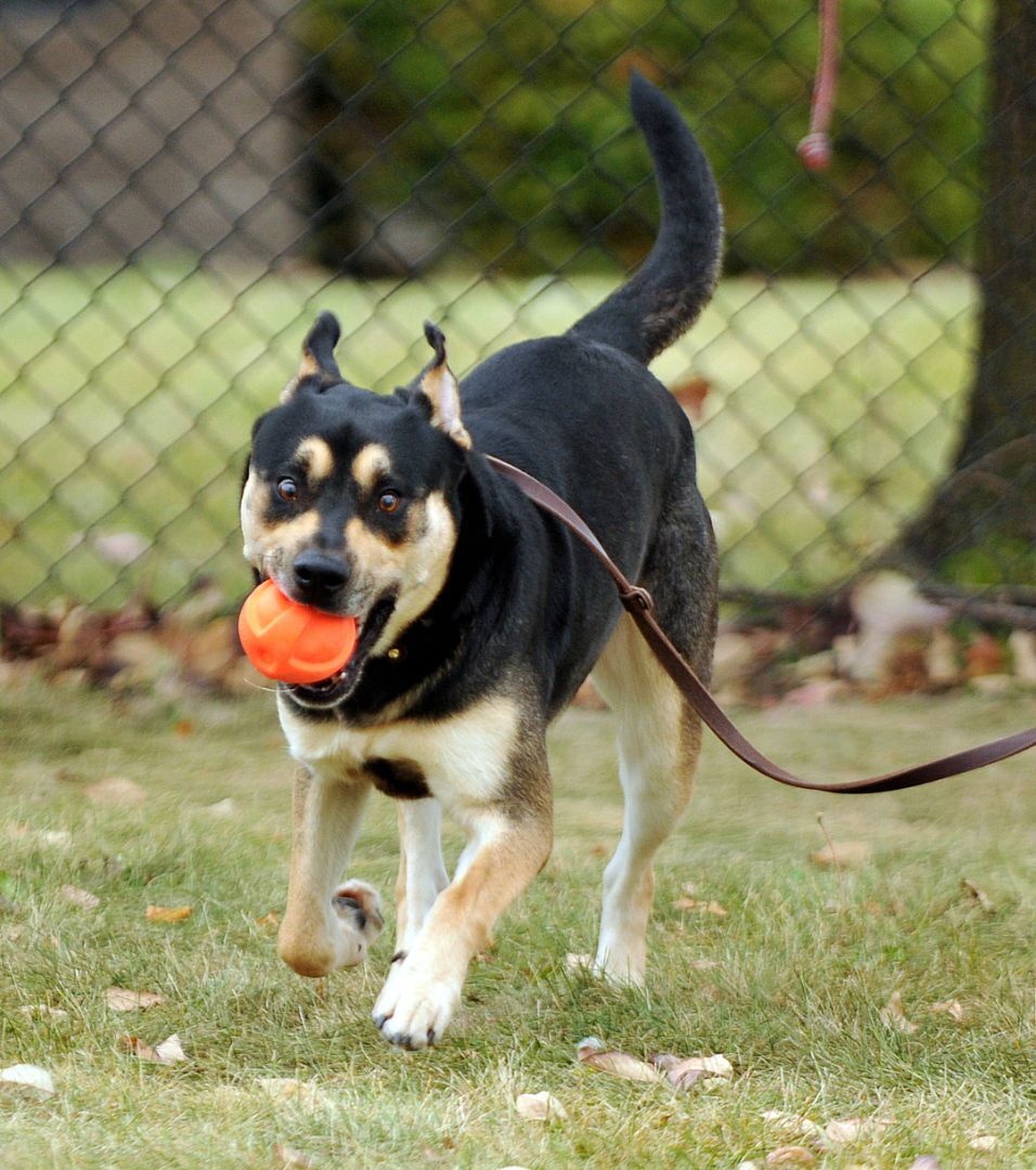 Apollo, an adoptable Rottweiler in Muscatine, IA, 52761 | Photo Image 1