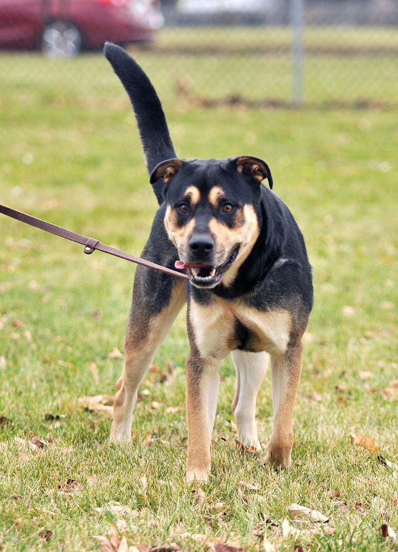 Apollo, an adoptable Rottweiler in Muscatine, IA, 52761 | Photo Image 2