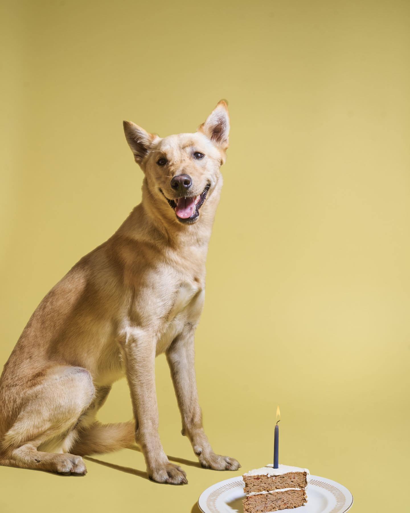 Benny, an adoptable Jindo in Wells, NV, 89835 | Photo Image 3