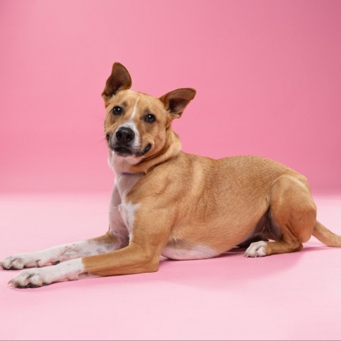 Ginger Spice Y1010, an adoptable Terrier, Spitz in Allen, TX, 75013 | Photo Image 1