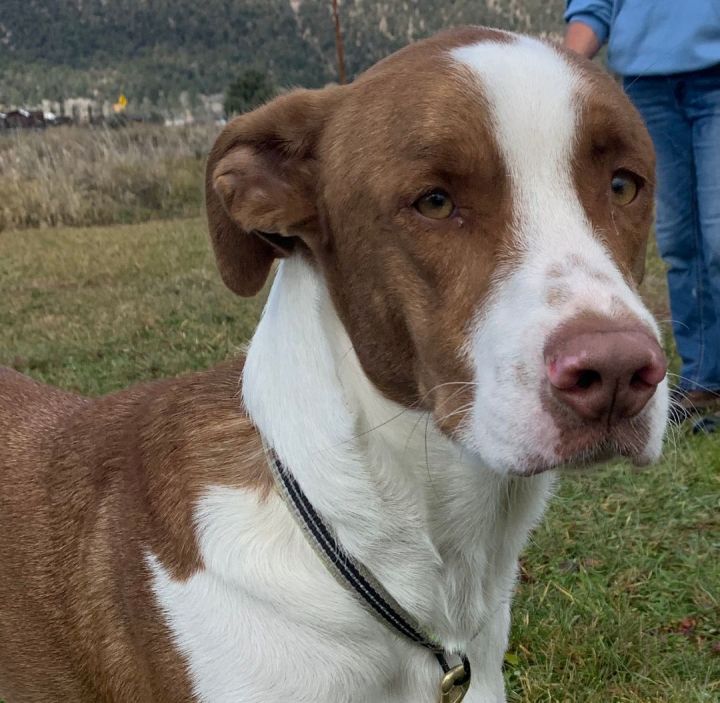 Buddy, an adoptable Pointer Mix in Ridgway, CO_image-1