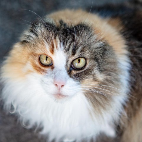 Fancy, an adoptable Domestic Long Hair in St. Helena, CA, 94574 | Photo Image 4