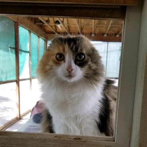 Fancy, an adoptable Domestic Long Hair in St. Helena, CA, 94574 | Photo Image 6