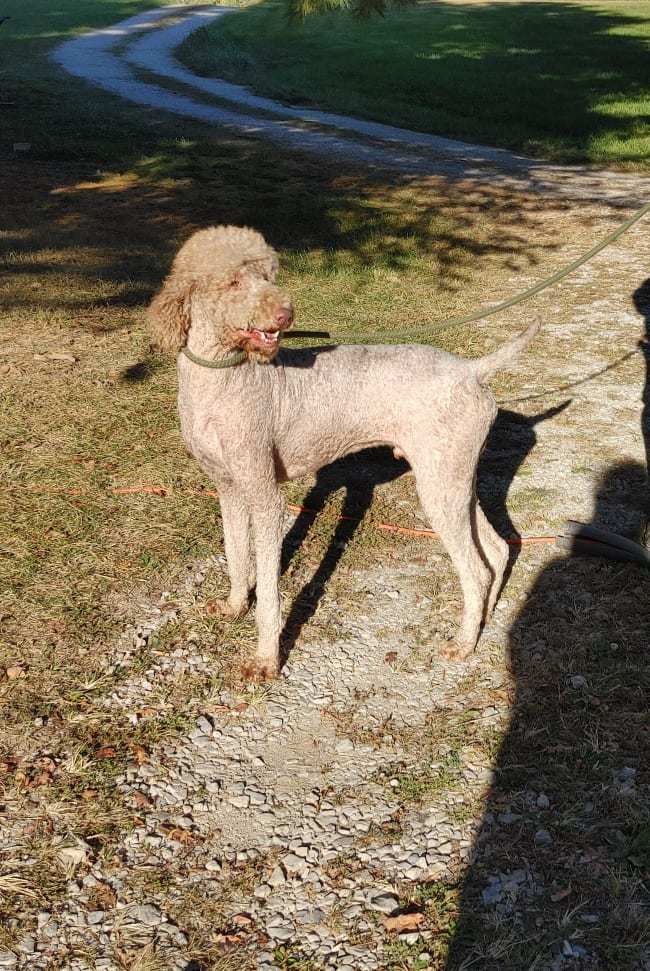 Miles, an adoptable Standard Poodle in Poland, IN, 47868 | Photo Image 1