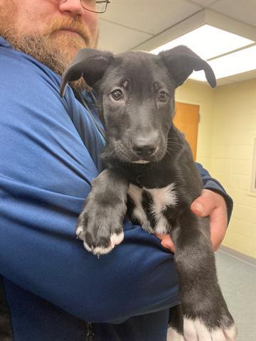 lucas county canine care and control adoptable dogs