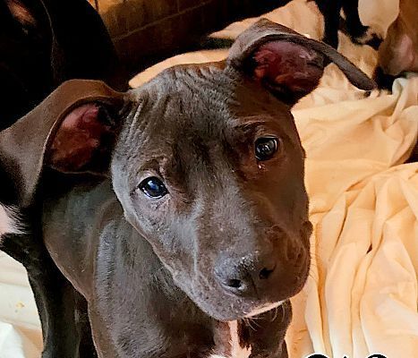 boxer pitbull lab mix puppies