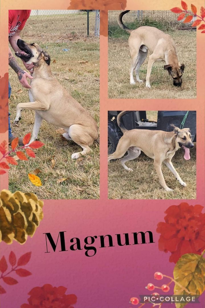 Magnum hot sale great danes