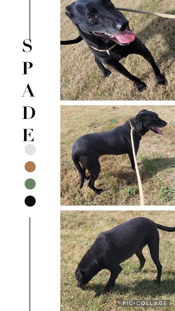 Dog for adoption Spade, a Black Labrador Retriever Mix in Manchester