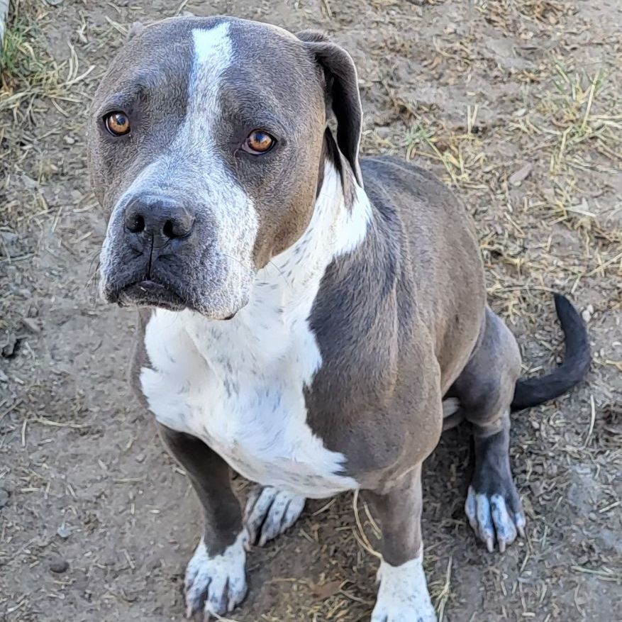 Bellalina, an adoptable Boxer, Pit Bull Terrier in Fallon, NV, 89406 | Photo Image 1