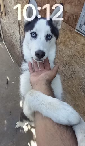 Hello everyone My name is Togo and I am a healthy and happy 1 year old Husky I am currently