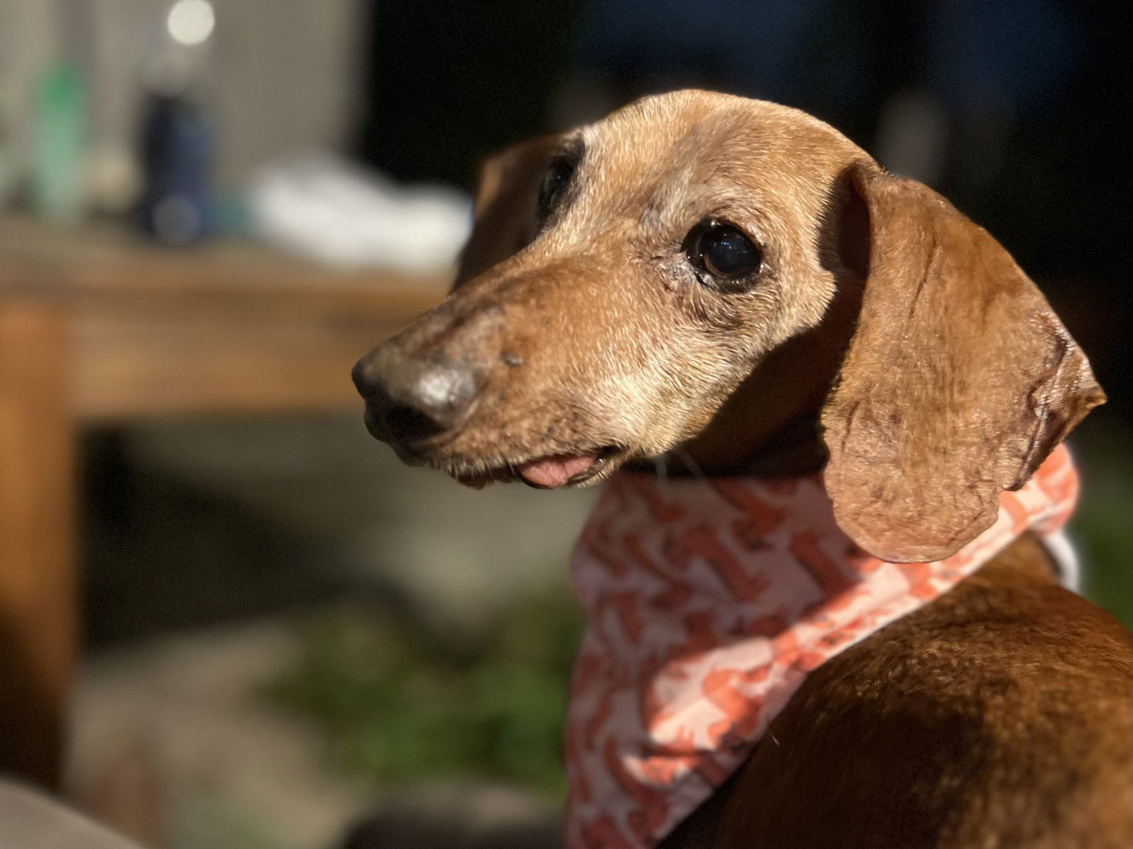 Carrigan, an adoptable Dachshund in Austin, TX, 73301 | Photo Image 1