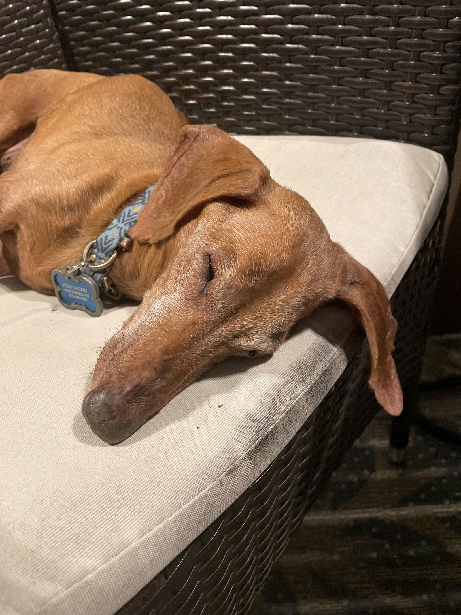 Carrigan, an adoptable Dachshund in Austin, TX, 73301 | Photo Image 2